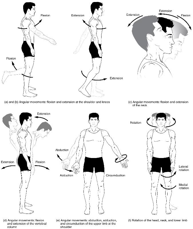 Body Movements